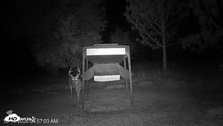 Leesburg Georgia Live Deer Feeder Webcam - Oct 14, 2026, 4:57am EDT