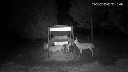 Leesburg Georgia Live Deer Feeder Webcam - Sep 28, 2025, 2:34am EDT