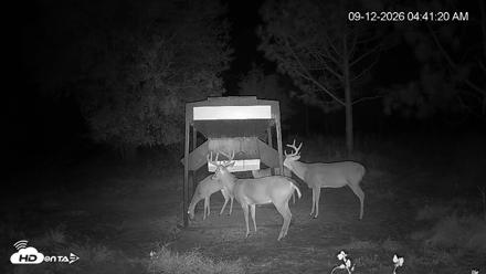 Leesburg Georgia Live Deer Feeder Webcam - Sep 12, 2026, 4:41am EDT
