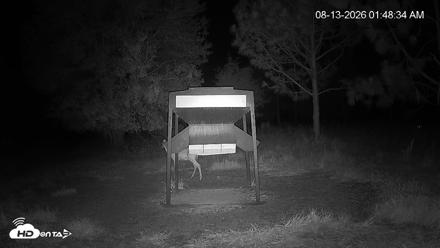 Leesburg Georgia Live Deer Feeder Webcam - Aug 13, 2026, 1:48am EDT