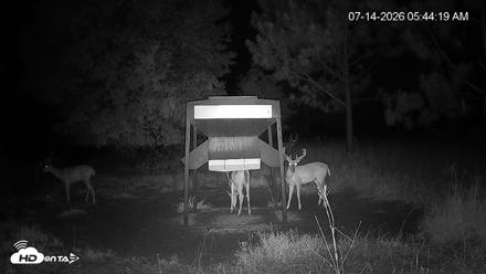 Leesburg Georgia Live Deer Feeder Webcam - Jul 14, 2026, 5:44am EDT
