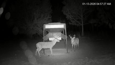 Leesburg Georgia Live Deer Feeder Webcam - Jan 13, 2026, 4:57am EST