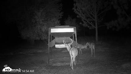 Leesburg Georgia Live Deer Feeder Webcam - Oct 13, 2026, 4:14am EDT