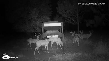 Leesburg Georgia Live Deer Feeder Webcam - Jul 29, 2026, 6:11am EDT