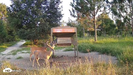 Leesburg Georgia Live Deer Feeder Webcam - Jun 28, 2026, 8:19pm EDT