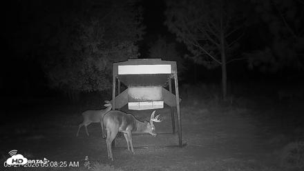 Leesburg Georgia Live Deer Feeder Webcam - Sep 27, 2026, 5:08am EDT