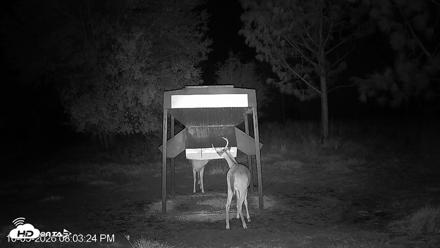 Leesburg Georgia Live Deer Feeder Webcam - Oct 5, 2026, 8:03pm EDT