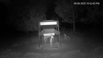 Leesburg Georgia Live Deer Feeder Webcam - Sep 6, 2025, 10:53pm EDT