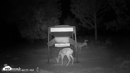 Leesburg Georgia Live Deer Feeder Webcam - Sep 25, 2026, 5:44am EDT