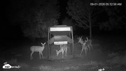 Leesburg Georgia Live Deer Feeder Webcam - Sep 1, 2026, 5:32am EDT