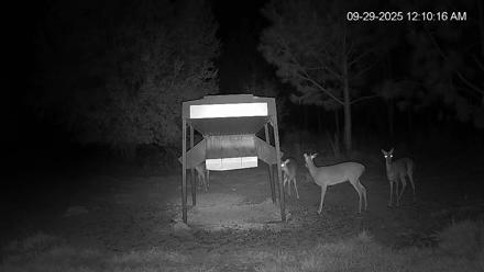 Leesburg Georgia Live Deer Feeder Webcam - Sep 29, 2025, 12:10am EDT