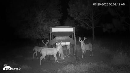 Leesburg Georgia Live Deer Feeder Webcam - Jul 29, 2026, 6:09am EDT