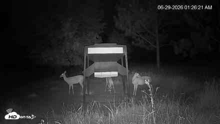 Leesburg Georgia Live Deer Feeder Webcam - Jun 29, 2026, 1:26am EDT