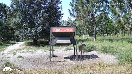 Leesburg Georgia Live Deer Feeder Webcam - Jun 30, 2026, 10:45am EDT