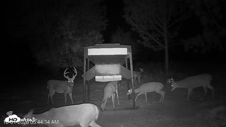Leesburg Georgia Live Deer Feeder Webcam - Oct 1, 2026, 5:44am EDT