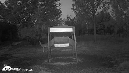 Leesburg Georgia Live Deer Feeder Webcam - Oct 11, 2026, 7:16am EDT