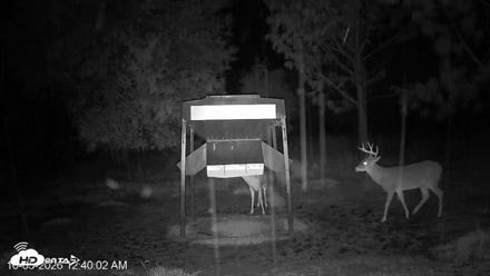 Leesburg Georgia Live Deer Feeder Webcam - Oct 5, 2026, 12:39am EDT