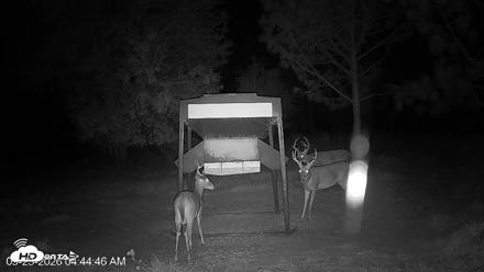 Leesburg Georgia Live Deer Feeder Webcam - Sep 23, 2026, 4:44am EDT