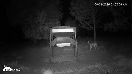 Leesburg Georgia Live Deer Feeder Webcam - Aug 31, 2026, 1:53am EDT