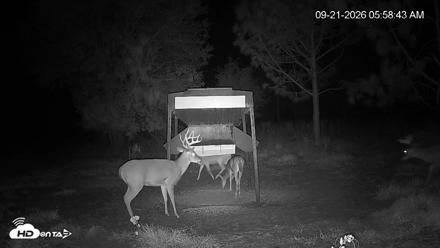 Leesburg Georgia Live Deer Feeder Webcam - Sep 21, 2026, 5:58am EDT