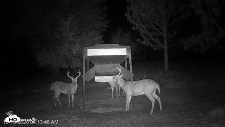 Leesburg Georgia Live Deer Feeder Webcam - Oct 13, 2026, 4:13am EDT