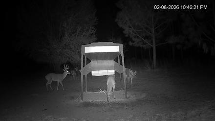 Leesburg Georgia Live Deer Feeder Webcam - Feb 8, 2026, 10:46pm EST