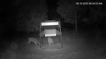Leesburg Georgia Live Deer Feeder Webcam - Sep 16, 2025, 6:25am EDT