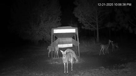 Leesburg Georgia Live Deer Feeder Webcam - Dec 21, 2025, 10:06pm EST