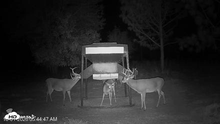 Leesburg Georgia Live Deer Feeder Webcam - Oct 1, 2026, 5:44am EDT