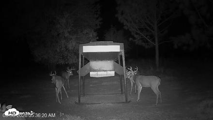 Leesburg Georgia Live Deer Feeder Webcam - Sep 30, 2026, 5:36am EDT