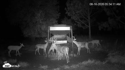 Leesburg Georgia Live Deer Feeder Webcam - Aug 16, 2026, 5:34am EDT