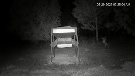Leesburg Georgia Live Deer Feeder Webcam - Sep 29, 2025, 3:24am EDT
