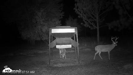 Leesburg Georgia Live Deer Feeder Webcam - Oct 13, 2026, 3:07am EDT
