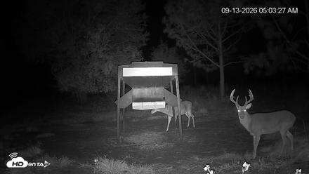 Leesburg Georgia Live Deer Feeder Webcam - Sep 13, 2026, 5:04am EDT