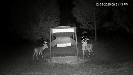 Leesburg Georgia Live Deer Feeder Webcam - Dec 25, 2025, 9:51pm EST