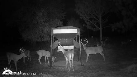 Leesburg Georgia Live Deer Feeder Webcam - Oct 2, 2026, 7:49pm EDT
