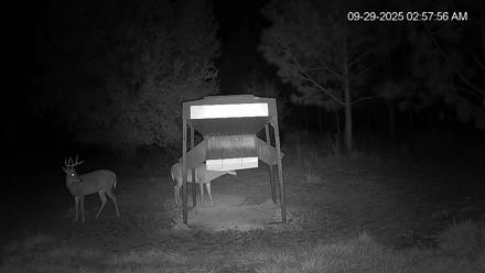 Leesburg Georgia Live Deer Feeder Webcam - Sep 29, 2025, 2:57am EDT