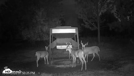 Leesburg Georgia Live Deer Feeder Webcam - Oct 6, 2026, 7:50pm EDT