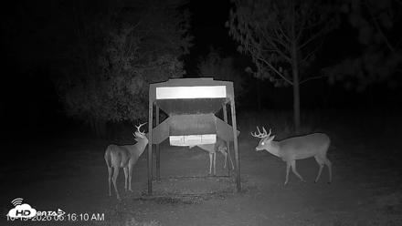Leesburg Georgia Live Deer Feeder Webcam - Oct 19, 2026, 6:16am EDT