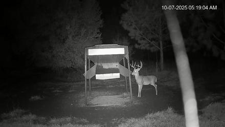 Leesburg Georgia Live Deer Feeder Webcam - Oct 7, 2025, 5:19am EDT