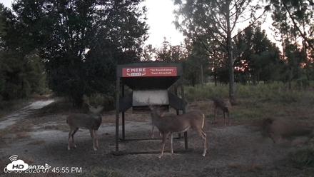 Leesburg Georgia Live Deer Feeder Webcam - Sep 30, 2026, 7:46pm EDT