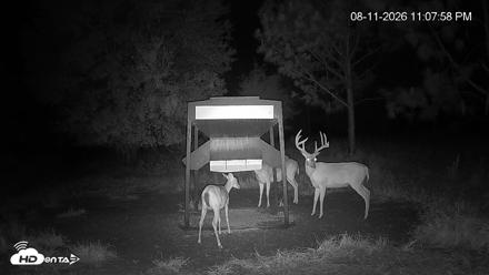 Leesburg Georgia Live Deer Feeder Webcam - Aug 11, 2026, 11:08pm EDT