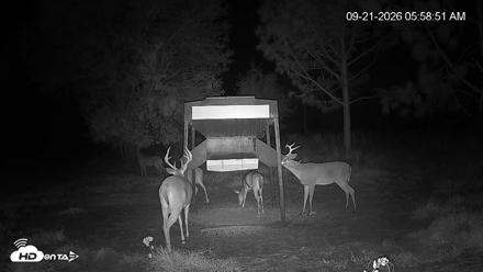 Leesburg Georgia Live Deer Feeder Webcam - Sep 21, 2026, 5:59am EDT