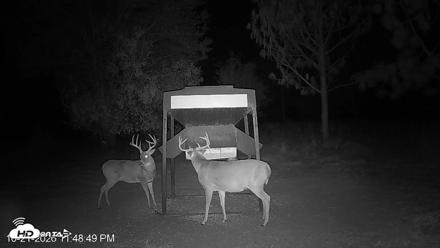 Leesburg Georgia Live Deer Feeder Webcam - Oct 21, 2026, 11:49pm EDT