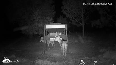 Leesburg Georgia Live Deer Feeder Webcam - Sep 12, 2026, 5:44am EDT