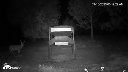 Leesburg Georgia Live Deer Feeder Webcam - Sep 15, 2026, 5:19am EDT