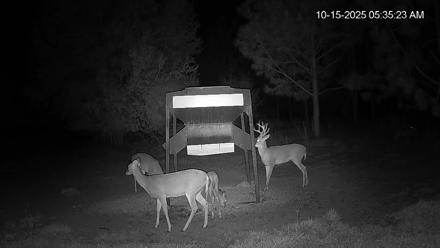 Leesburg Georgia Live Deer Feeder Webcam - Oct 15, 2025, 5:35am EDT