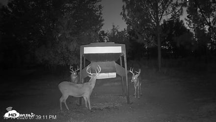 Leesburg Georgia Live Deer Feeder Webcam - Oct 14, 2026, 7:39pm EDT