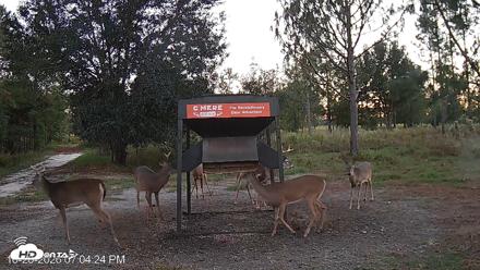 Leesburg Georgia Live Deer Feeder Webcam - Oct 20, 2026, 7:04pm EDT