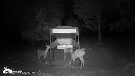 Leesburg Georgia Live Deer Feeder Webcam - Sep 23, 2026, 11:58pm EDT